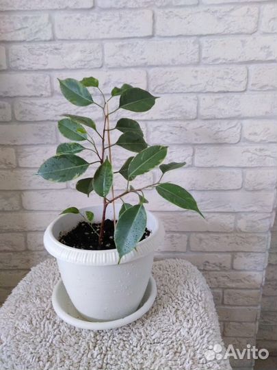 Фикус бенджамина