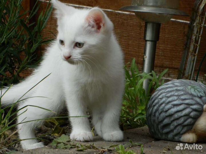 Милые котята