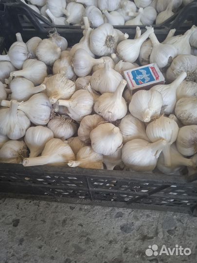 Чеснок домашний