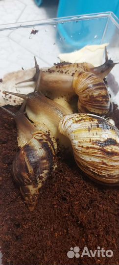 Улитки ахатины и улитята