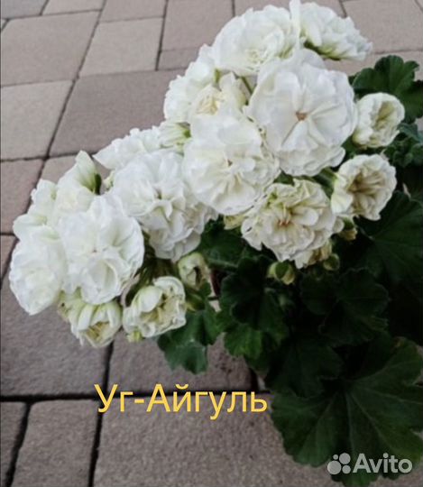 Пеларгония герань сортовая