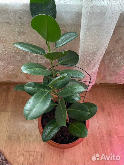 Фикус каучуковый