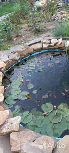 Прудовая рыба