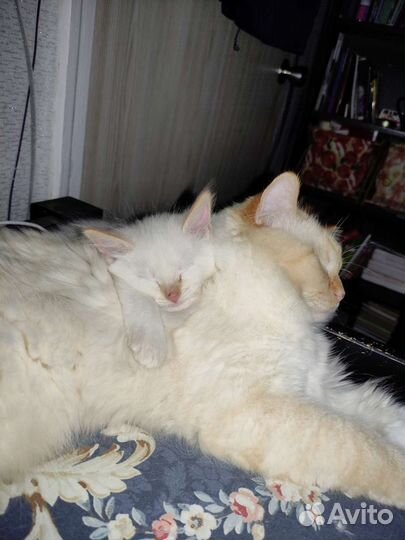 Невская маскарадная