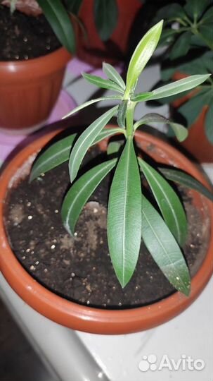 Олеандр розовый