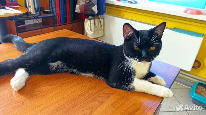 Котик ищет дом