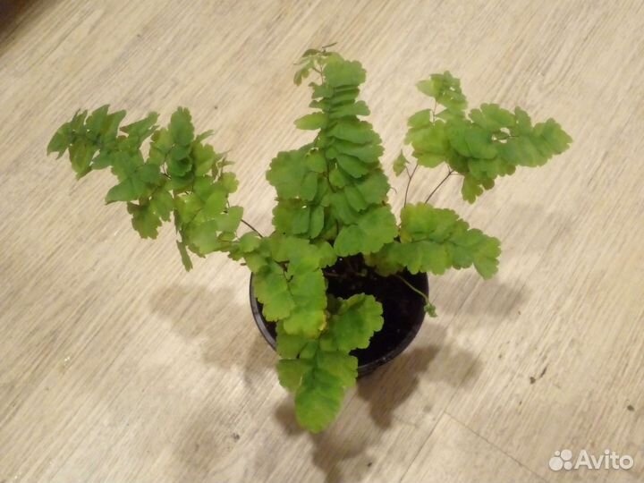 Папоротник адиантум