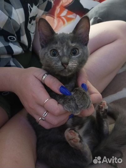 Кошка метис