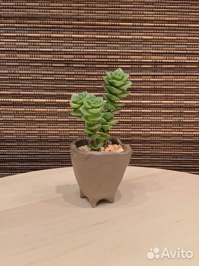 Крассула Green Pagoda