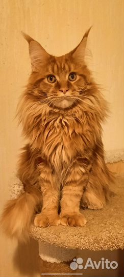 Мейн-кун покидакт вязка