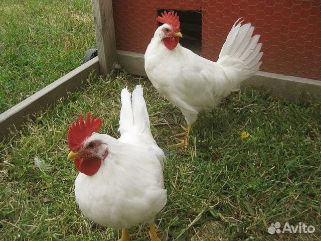 Петух леггорн, пушкинский
