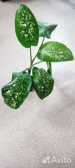 Диффенбахия