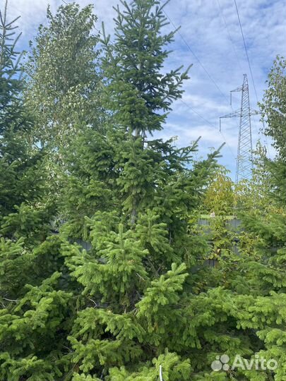 Пихта сибирская крупномеры