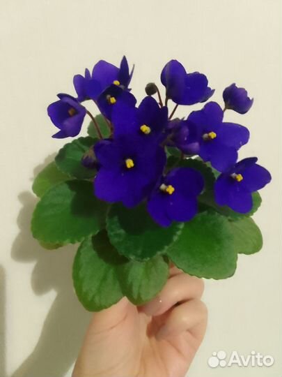 Детки сортовых мини и полумини фиалок