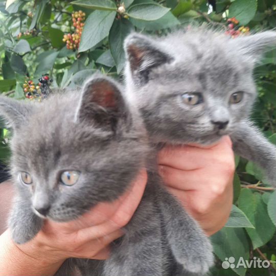 Британские котята,2месяца