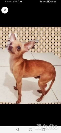 Мини той-терьер щенки