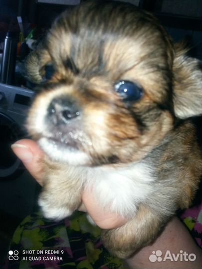 Щенки болонки