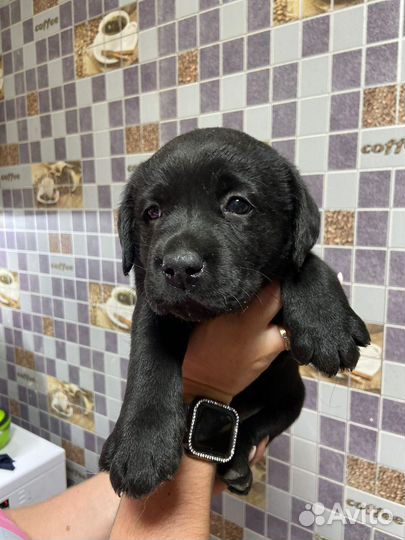 Щенки лабрадора