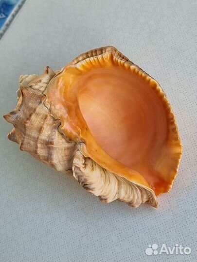 Ракушка морская большая