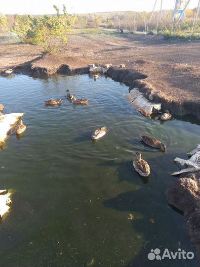 Утки подсадные для охоты