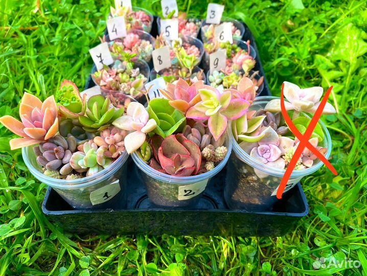 Суккуленты наборы и композиции, садики, грунт