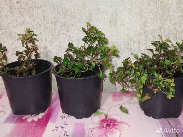 Мульти флора,Сентябрина.Альтернантера