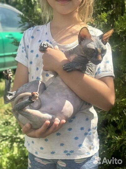 Канадка черепахового окраса 17.05.2023 г.р