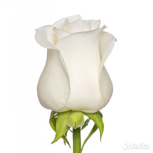 Роза Ноэлия (70 см.) Премиум