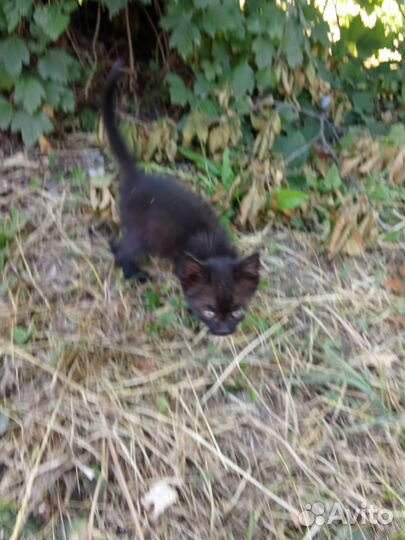 Отдам бесплатно