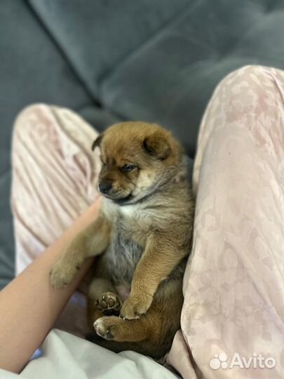 Щенки сиба ину