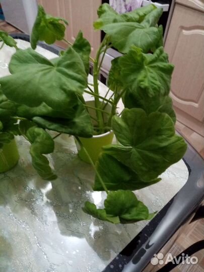 Пеларгония герань