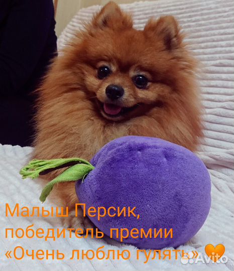 Зооняня, передержка животных