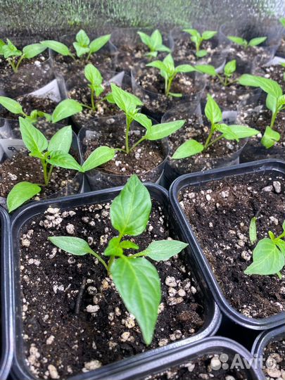 Рассада перца