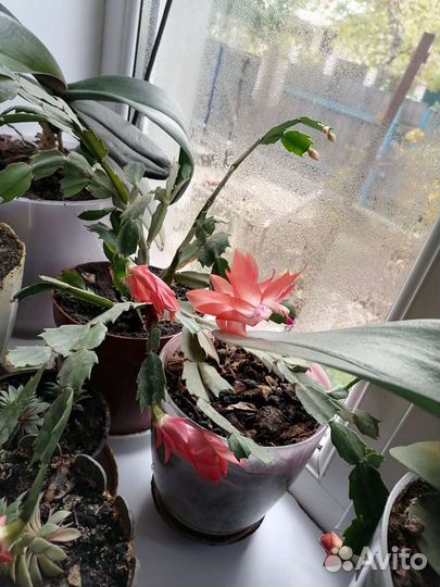 Комнатный цветок