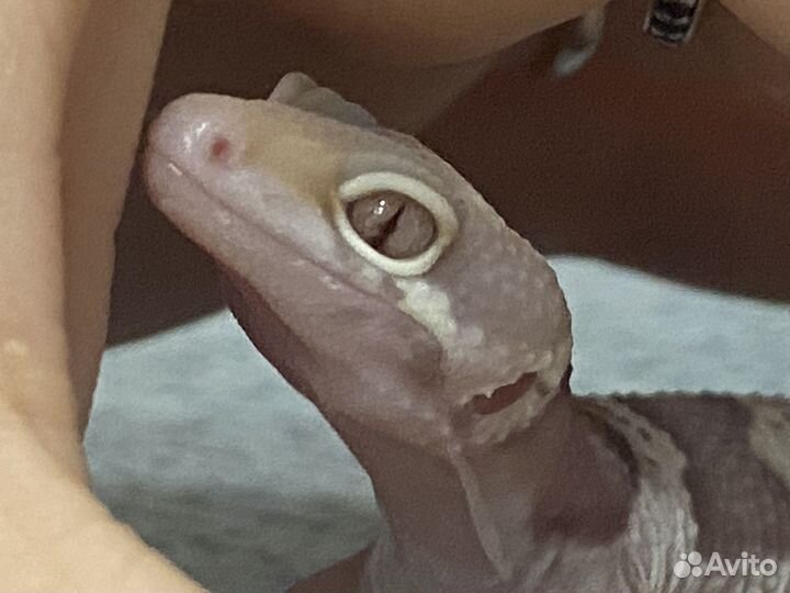 Геккон эублефар