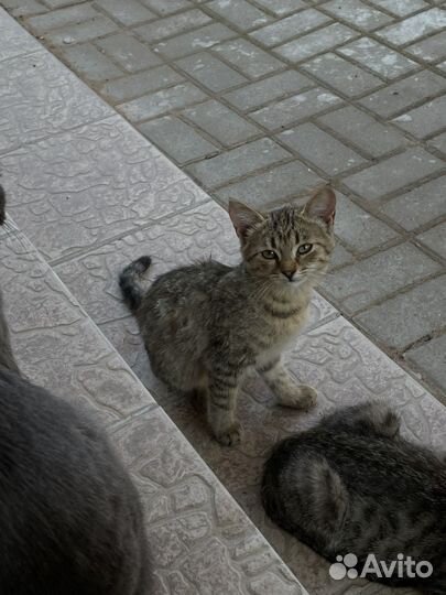 Котятки ищут дом