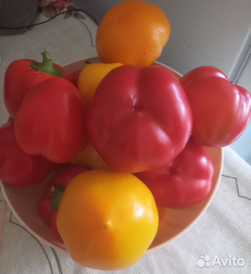 Семена сладкого перца