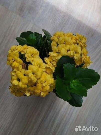 Каланхоэ жёлтый