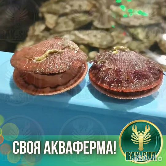 Живой гребешок Морской Морепродукты