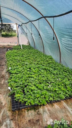 Рассада клубники