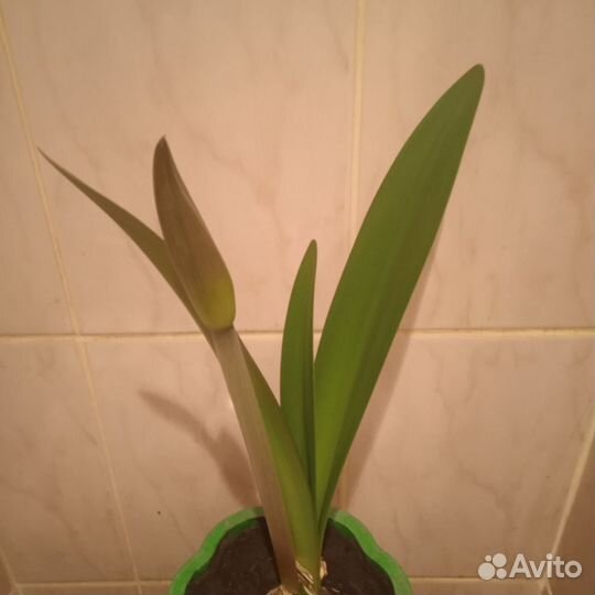 Гиппеаструм амариллис