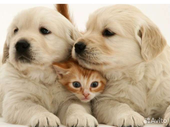 Передержка животных