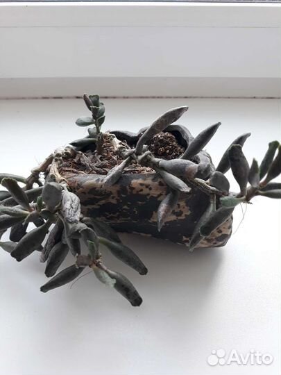 Садик из суккулентов в каменном горшке