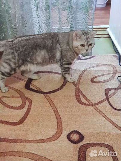 Шотландец для вязки