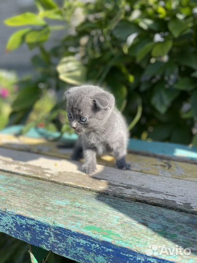 Шотладские вислоухие котята