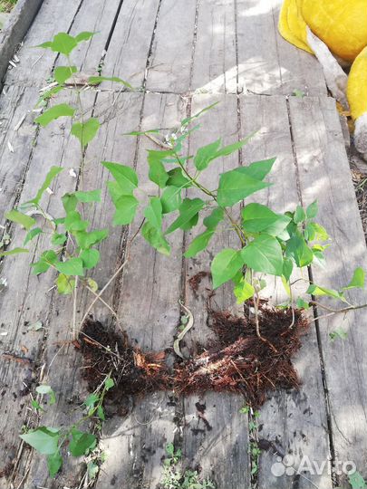 Сирень, малина