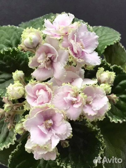 Hunters Slipperi When Wet