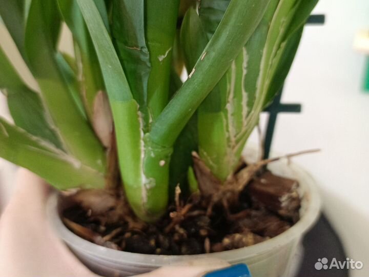 Орхидея камбрия