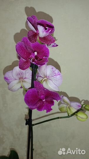 Биг лип галакси (зоя)