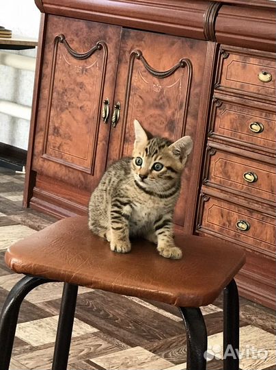 Отдам котенка